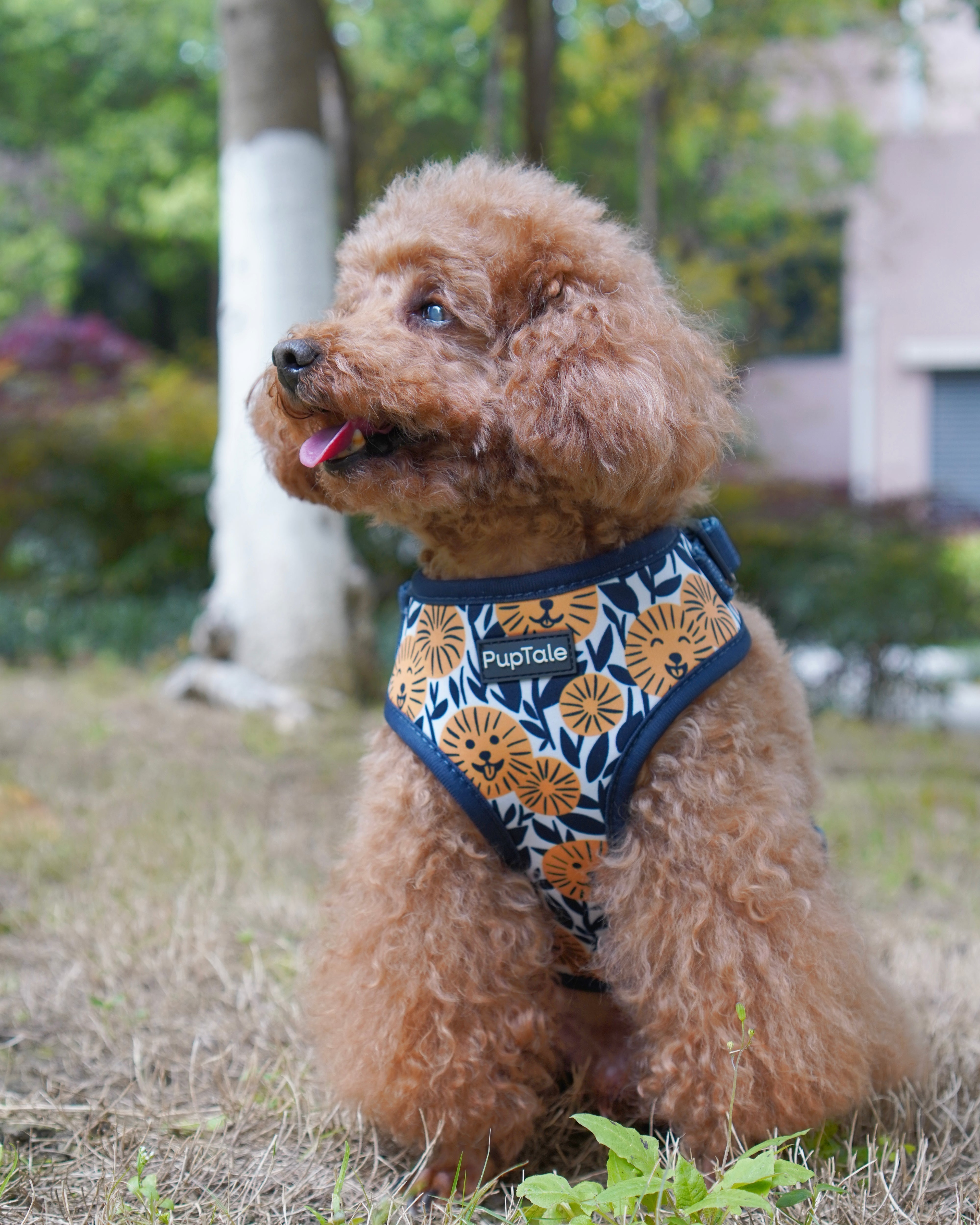 Small dog wearing adjustable harness with sunflower pattern